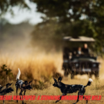 safari wallpaper